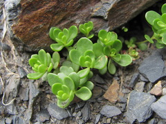 Phedimus stevenianus