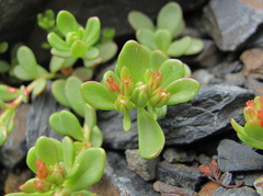 Phedimus stevenianus