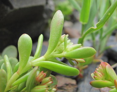 Phedimus stevenianus