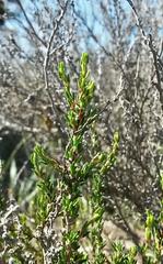 Cliffortia ericifolia