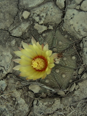 Astrophytum asterias