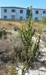 Cliffortia ericifolia