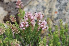Erica petraea