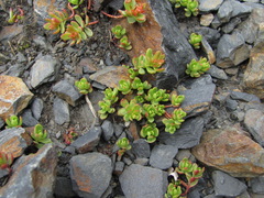 Phedimus stevenianus