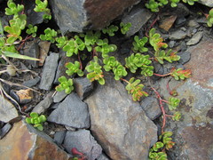 Phedimus stevenianus