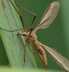 Tipula paludosa