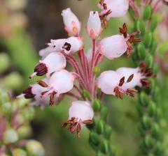 Erica petraea
