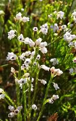 Erica margaritacea