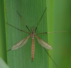 Tipula paludosa