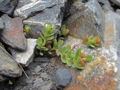 Phedimus stevenianus