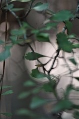 Crataegus spathulata