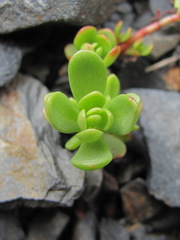 Phedimus stevenianus