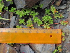 Phedimus stevenianus