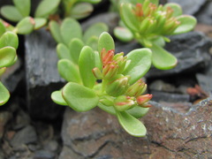 Phedimus stevenianus