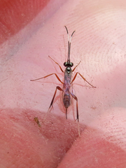 Messatoporus