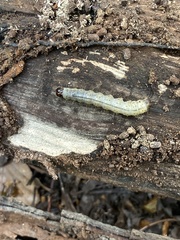 Scolecocampa
