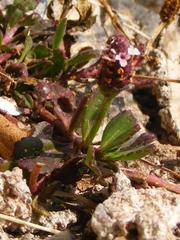 Phyla nodiflora nodiflora
