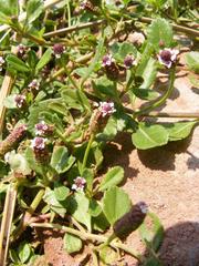 Phyla nodiflora nodiflora