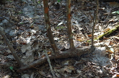 Crataegus spathulata