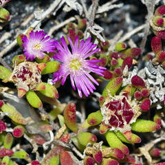 Drosanthemum stokoei