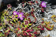 Drosanthemum stokoei