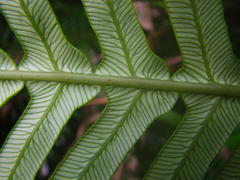 Blechnum attenuatum