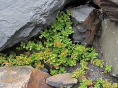 Phedimus stevenianus