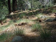 Poa fendleriana