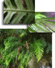 Blechnum attenuatum