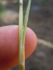 Poa fendleriana