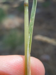 Poa fendleriana