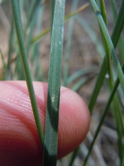 Poa fendleriana