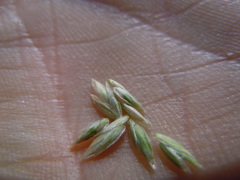 Poa fendleriana