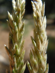 Poa fendleriana