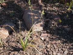 Poa fendleriana