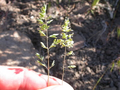 Poa fendleriana