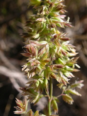Poa fendleriana