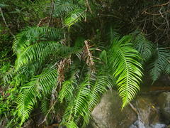 Blechnum attenuatum