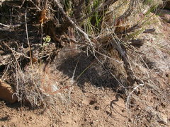 Poa fendleriana