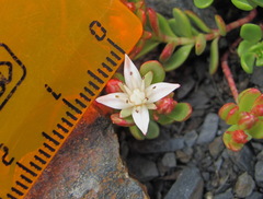 Phedimus stevenianus