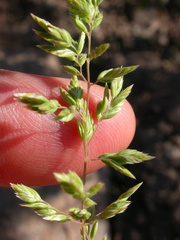 Poa fendleriana