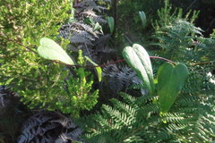 Dioscorea burchellii