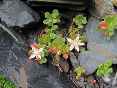 Phedimus stevenianus