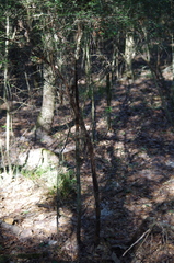 Crataegus spathulata