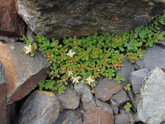 Phedimus stevenianus