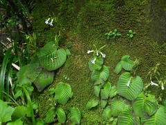 Streptocarpus pusillus