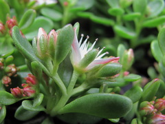 Phedimus stevenianus