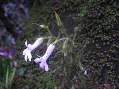 Streptocarpus pusillus