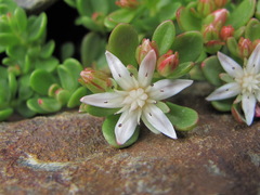 Phedimus stevenianus