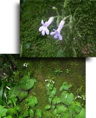 Streptocarpus pusillus